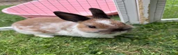Netherland Dwarf rabbits for sale: Netherland Dwarf Bunny * Last one ready now *  - Advert 1