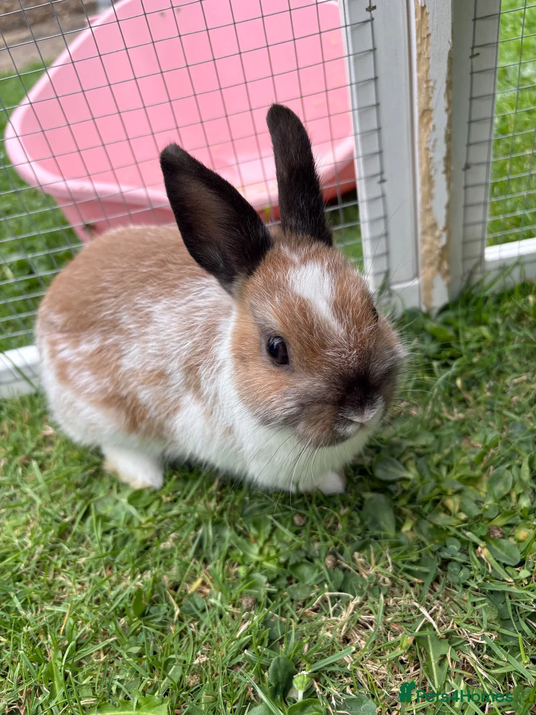 Netherland Dwarf rabbits for sale: Netherland Dwarf Bunny * Last one ready now *  - Advert 1