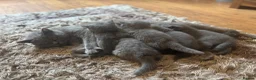 British Shorthair cats for sale: Beautiful Blue BSH Kittens. GCCF in Swanley - Advert 8