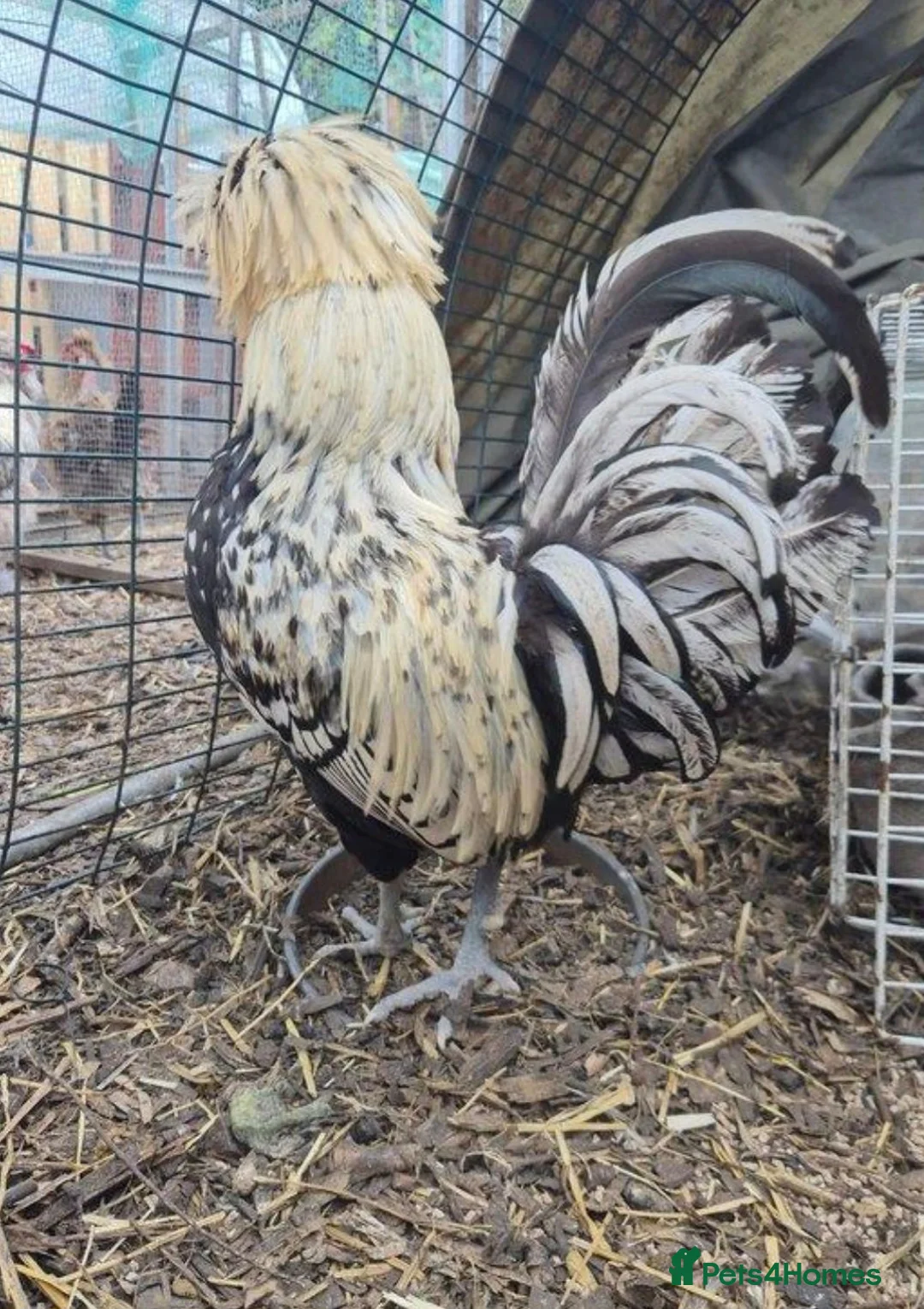 Chickens poultry for sale: Polish Cockerel - Advert 2