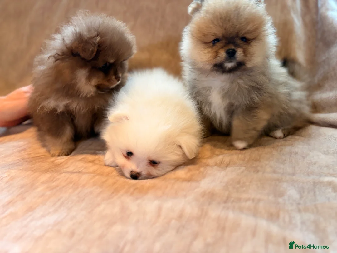 Pomeranian dogs for sale: Beautiful Pomeranian babies - Advert 20