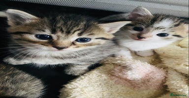 Mixed Breed cats - Advert 2