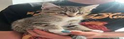 Mixed Breed cats for sale: Adorable kittens - Advert 31