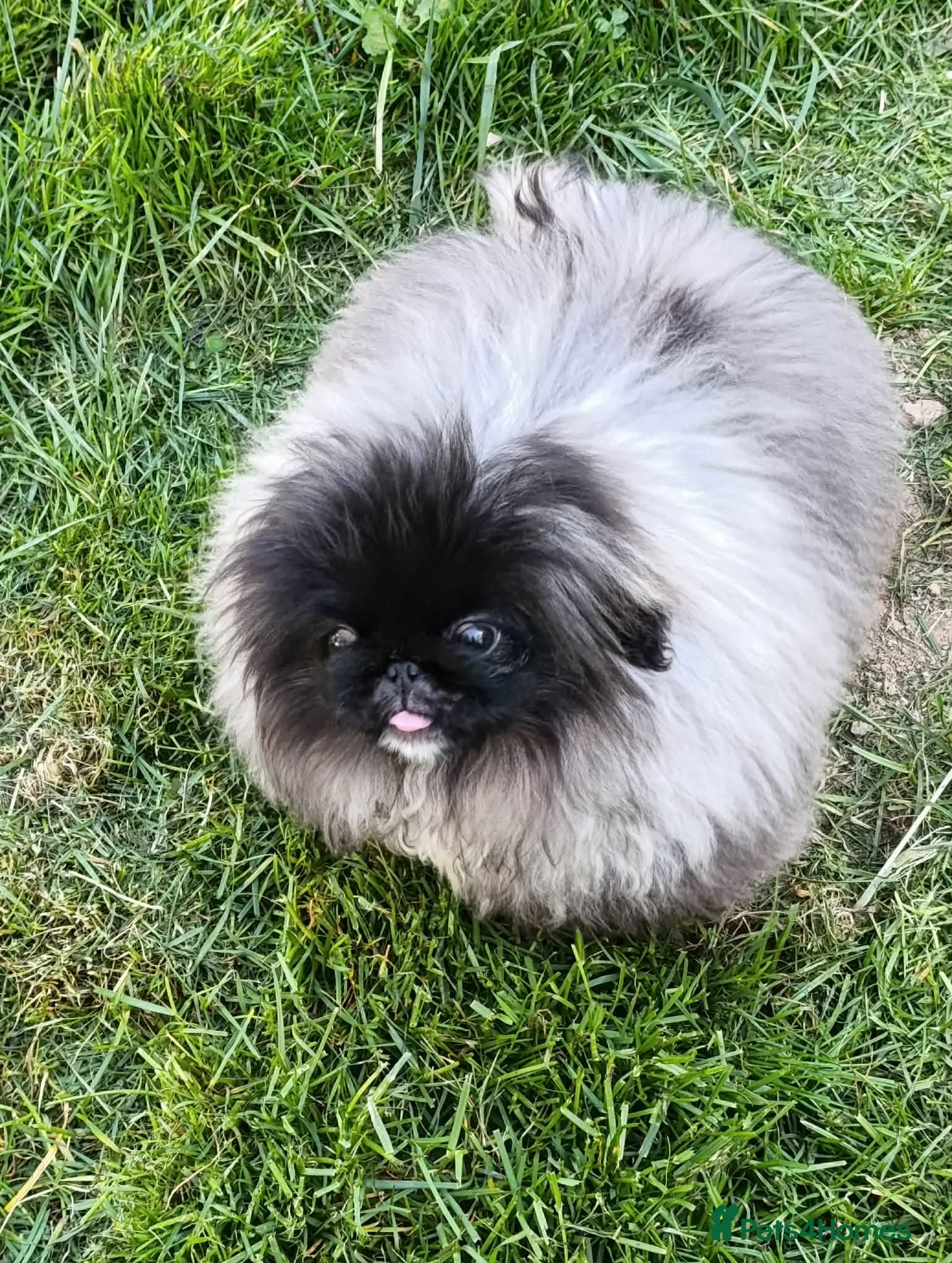 Pekingese dogs Stunning Seal-Coloured Pekingese Girl - Advert 1