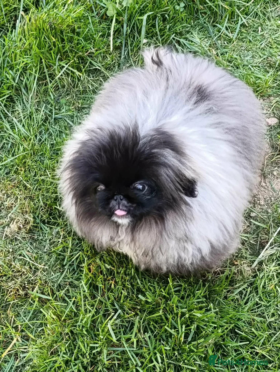 Pekingese dogs for sale: Stunning Seal-Coloured Pekingese Girl - Advert 1