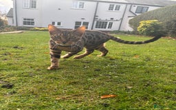 Bengal cats for sale: Brown Bengal Boy Kitten  - Image 4