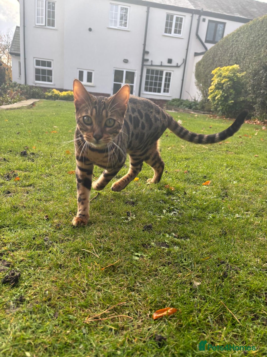 Bengal cats for sale: Brown Bengal Boy Kitten  - Image 4