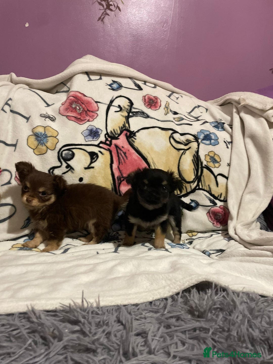 Chihuahua dogs for sale: Beautiful tiny little chihuahua girls - Advert 12
