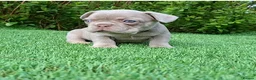 French Bulldog dogs for sale: Gorgeous French Bulldog Puppies  - Advert 31