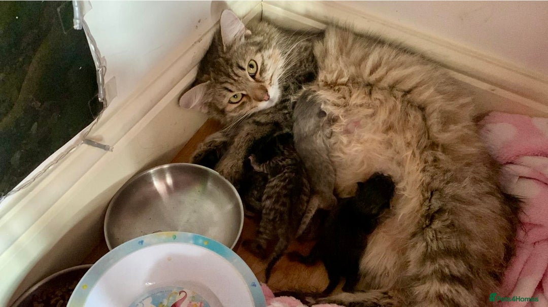 Siberian cats for sale: Siberian girl kittens ready for new home now - Image 33