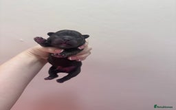 French Bulldog dogs for sale: Fluffy FrenchBulldogs - Image 1