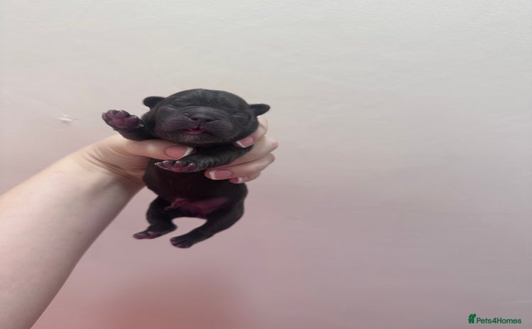 French Bulldog dogs - Advert 14