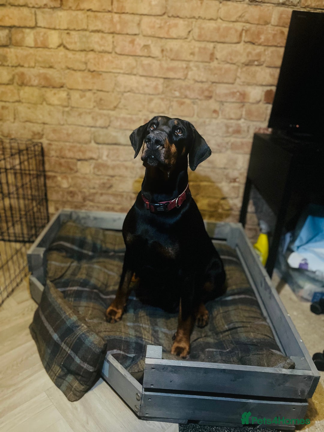 Dobermann dogs for sale: 🏆Supreme Dobermanns - Where Excellence Begins 🏆 - Advert 7