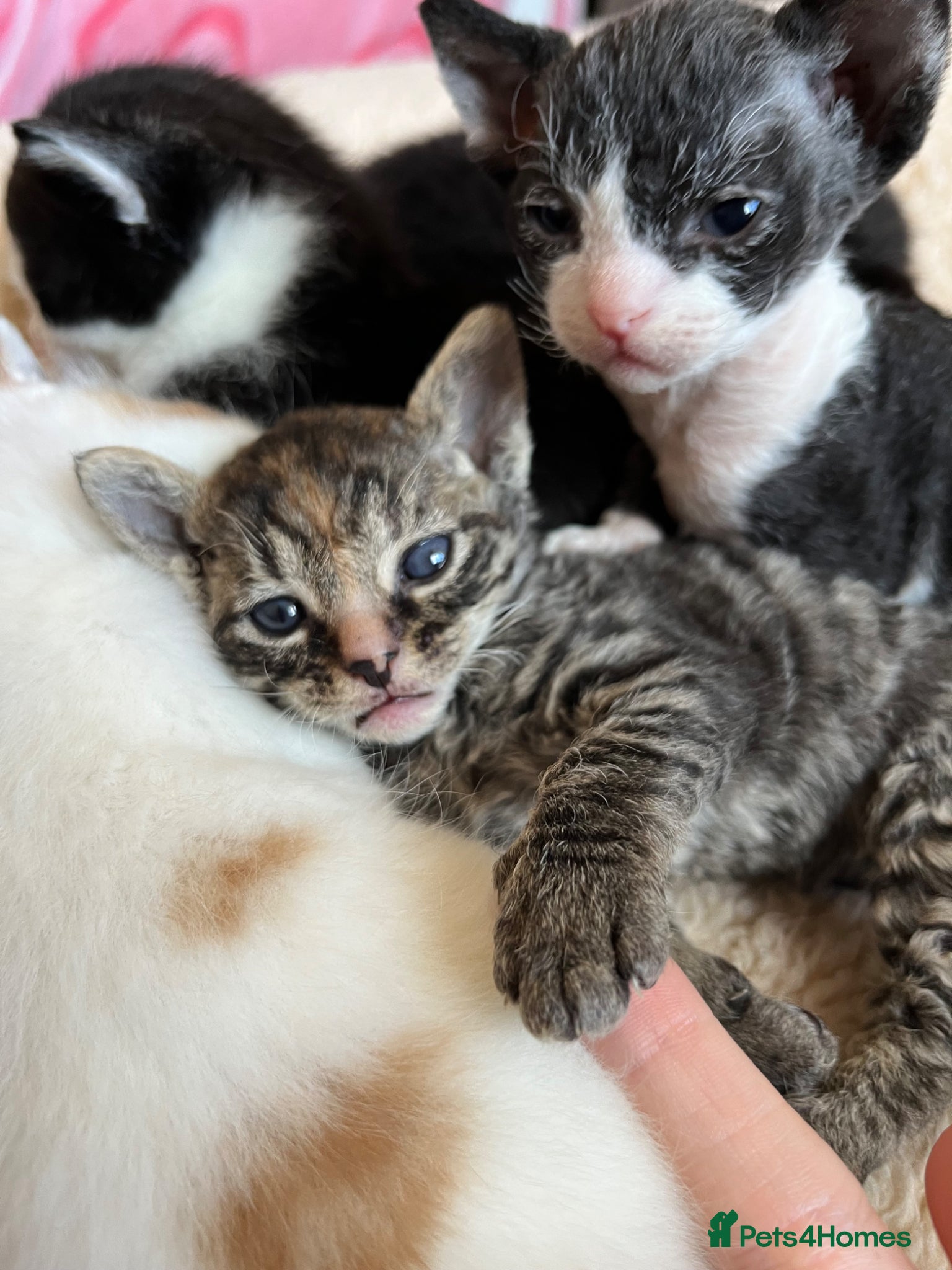 Mixed Breed cats Beautiful Rex mixed kittens  - Advert 1