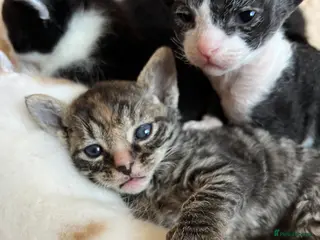 Mixed Breed cats Beautiful Rex mixed kittens - Advert 1