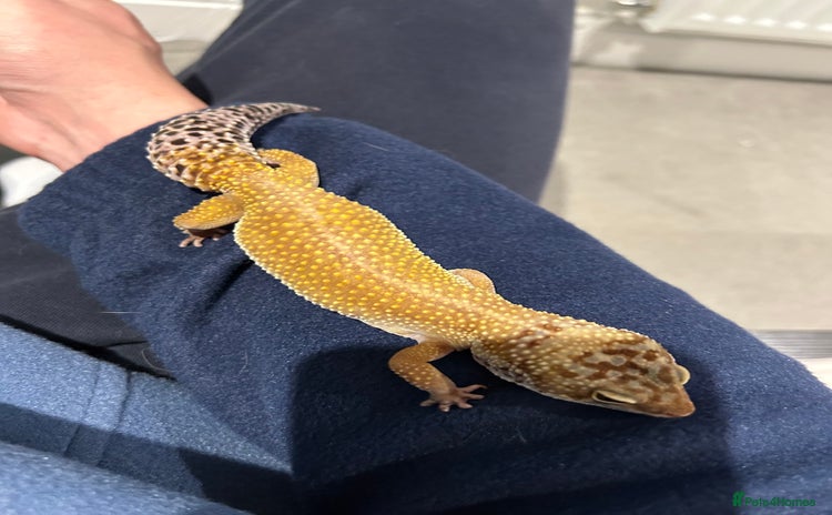 Leopard Gecko reptiles - Advert 1