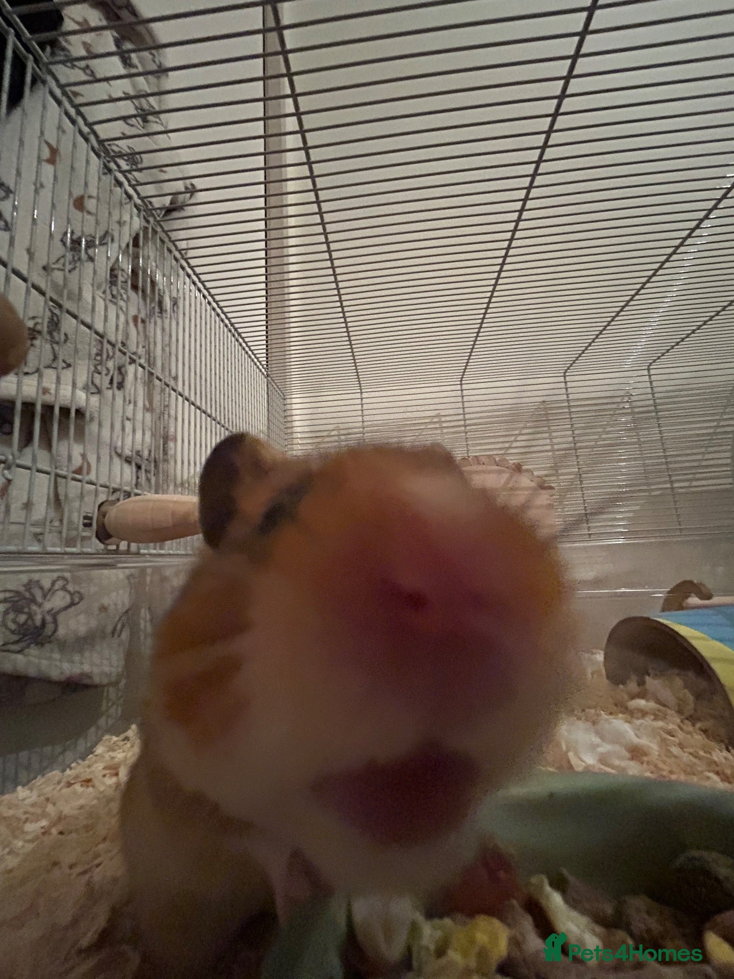Hamster rodents Loving playful hamster - Advert 1