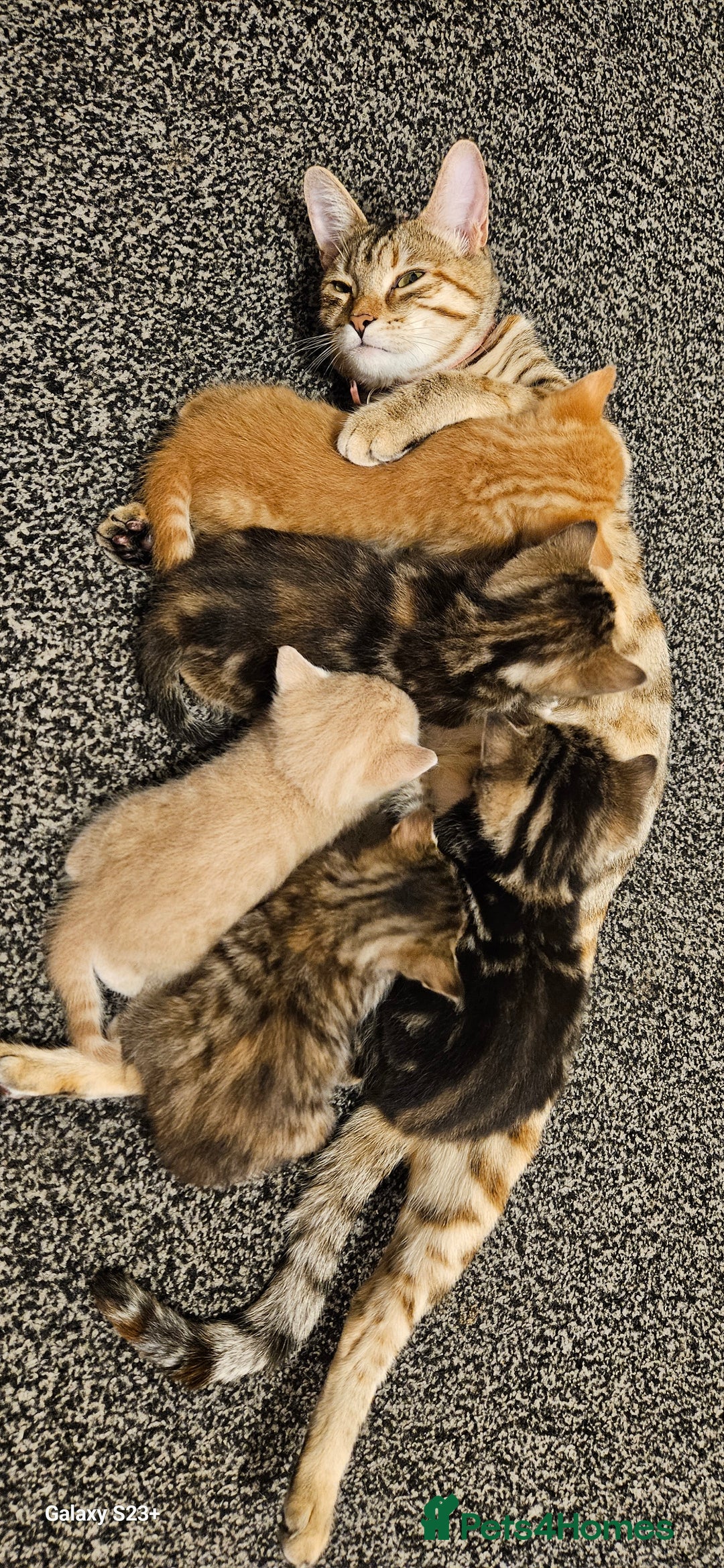Mixed Breed cats for sale: 5 Bengal x Kittens–Glitter Coats,Beautiful Colours - Advert 14