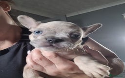 French Bulldog dogs for sale: Frenchy  - Image 10