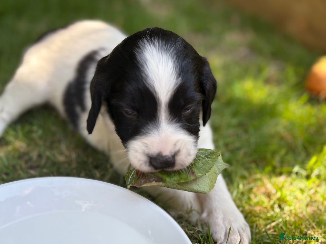 English Springer Spaniel dogs for sale: Working English Springer Spaniel puppies - Image 4