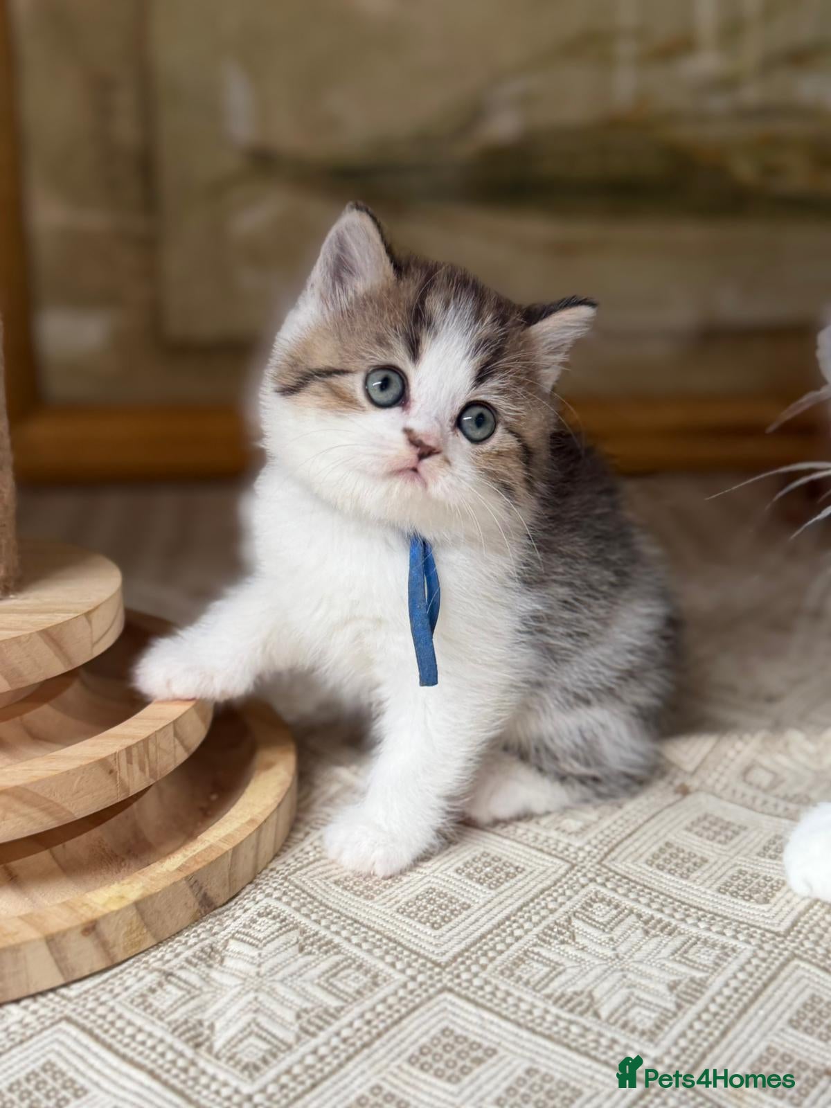 British Longhair cats TICA British Longhair Golden Girls – Ready Now - Advert 5