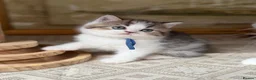 British Longhair cats for sale: TICA British Longhair Golden Girls – Ready Now - Advert 3