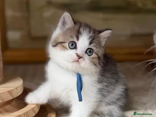 British Longhair cats TICA British Longhair Golden Girls – Ready Now - Advert 5
