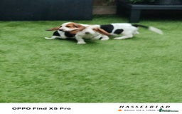 Basset Hound dogs for sale: Bassett Hound Puppies for Sale - Image 28