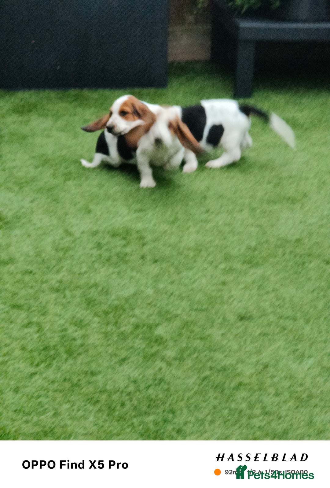 Basset Hound dogs for sale: Bassett Hound Puppies for Sale - Image 28