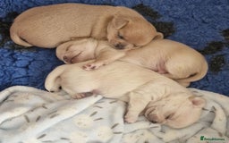 Chihuahua dogs for sale: Short-Haired Applehead Chihuahuas - Image 10