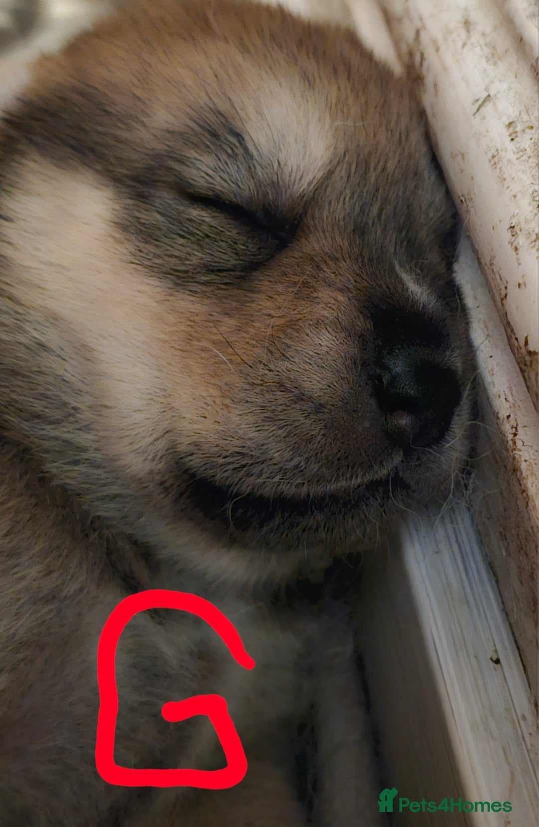 Mixed Breed dogs for sale: Chowsky chow chow x siberian husky  - Advert 5