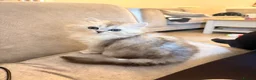 Mixed Breed cats for sale: Persian chinchilla kittens for sale  - Advert 3