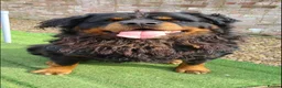 Rottweiler dogs for sale: Long Haired Fluffy Rottie Pups. Full Health Tested - Advert 6