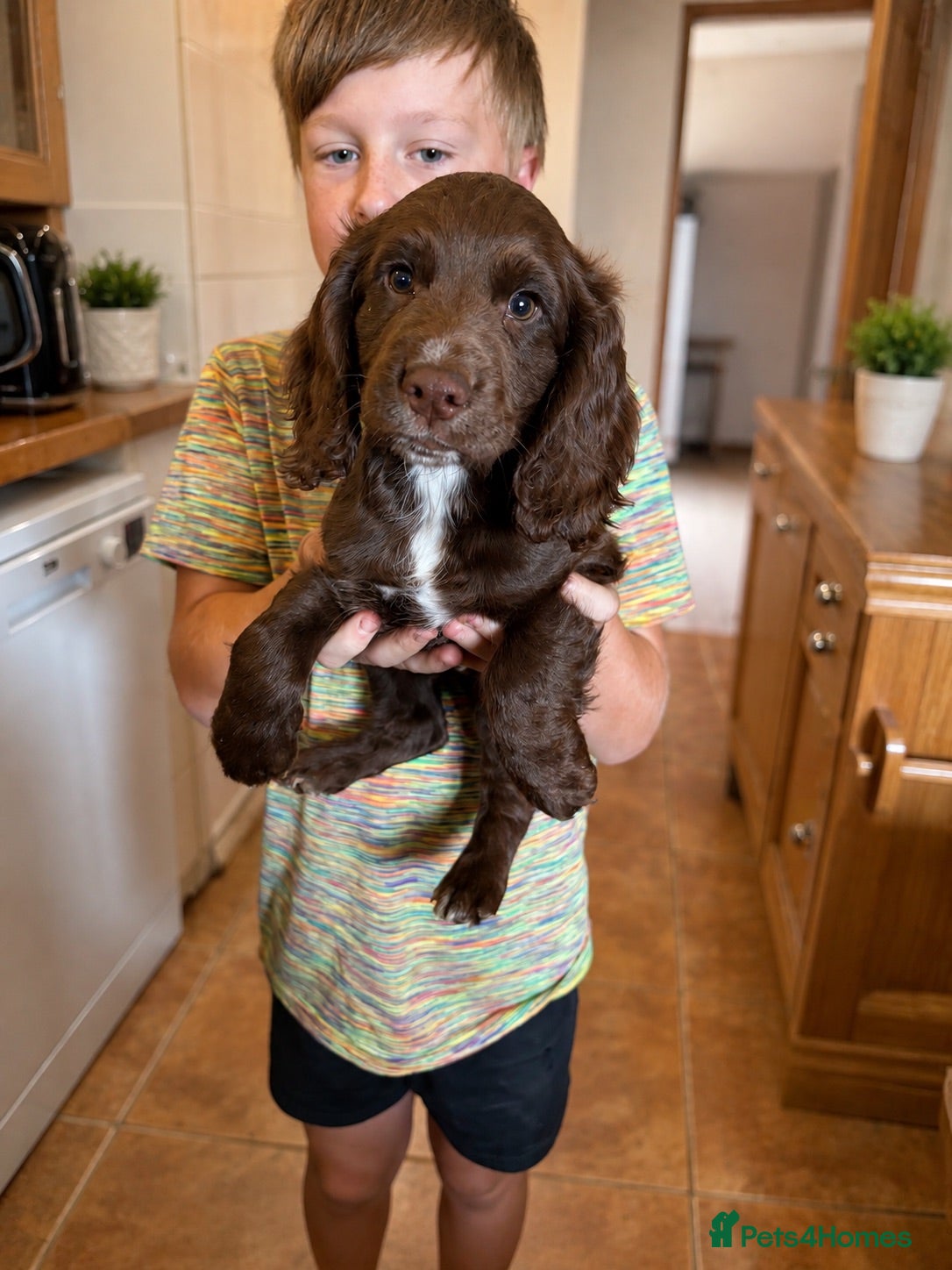 Cocker Spaniel dogs 1 left, READY NOW. Working Cocker spaniels - Advert 1