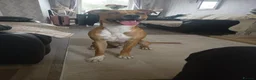 Mixed Breed dogs for sale: Lenny in Boston - Advert 3