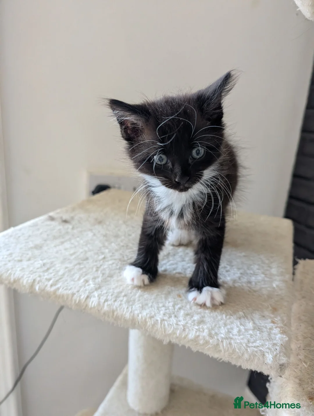 British Shorthair cats for sale: 3 Kittens For Sale in Dundee - Advert 2
