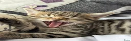 Mixed Breed cats for sale: Russian blue x British shorthairs  - Advert 19