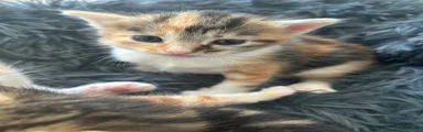 Domestic Shorthair 2