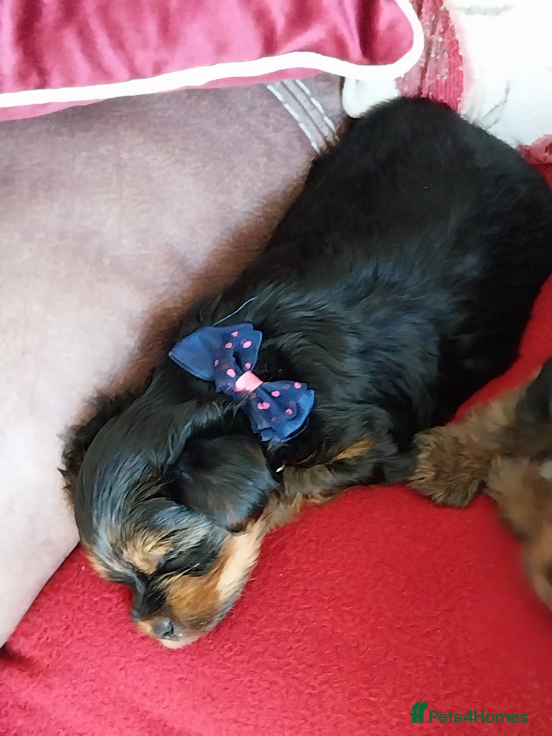 Yorkshire Terrier dogs for sale: Miniature Yorkshire Terrier Puppies  - Advert 15