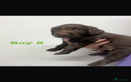 Cocker Spaniel dogs for sale: Cocker Spaniel Puppies for sale  - Advert 4