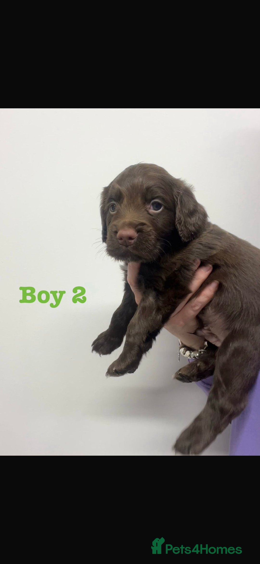 Cocker Spaniel dogs for sale: Cocker Spaniel Puppies for sale  - Advert 4