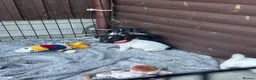 Jack Russell dogs for sale: 🐶 Gorgeous Jack Russell Puppies 🐶 - Advert 9