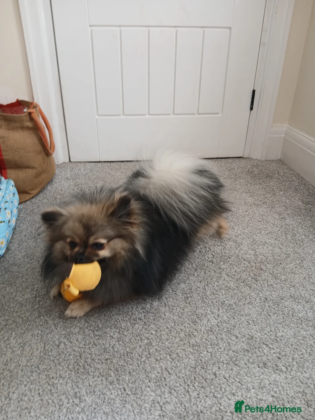 Pomeranian dogs for sale: Kc registered pomeranian girl - Advert 9