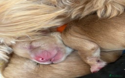 Cockapoo dogs for stud: Silver Phantom Parti Cockapoo for Stud - Advert 8