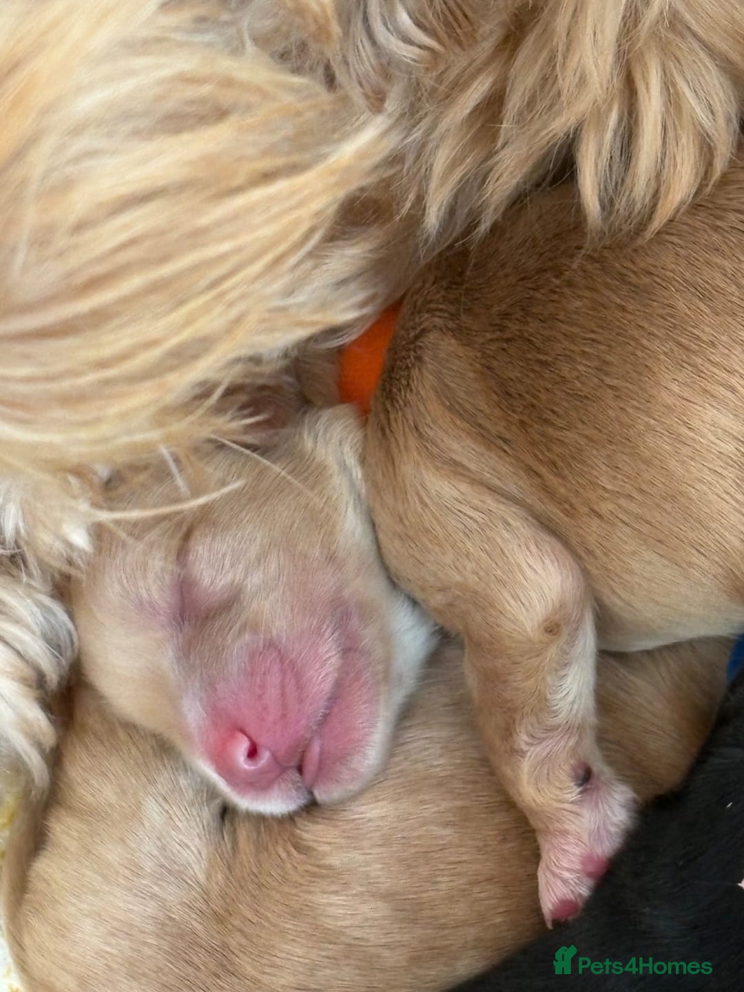 Cockapoo dogs for stud: Silver Phantom Parti Cockapoo for Stud - Advert 8