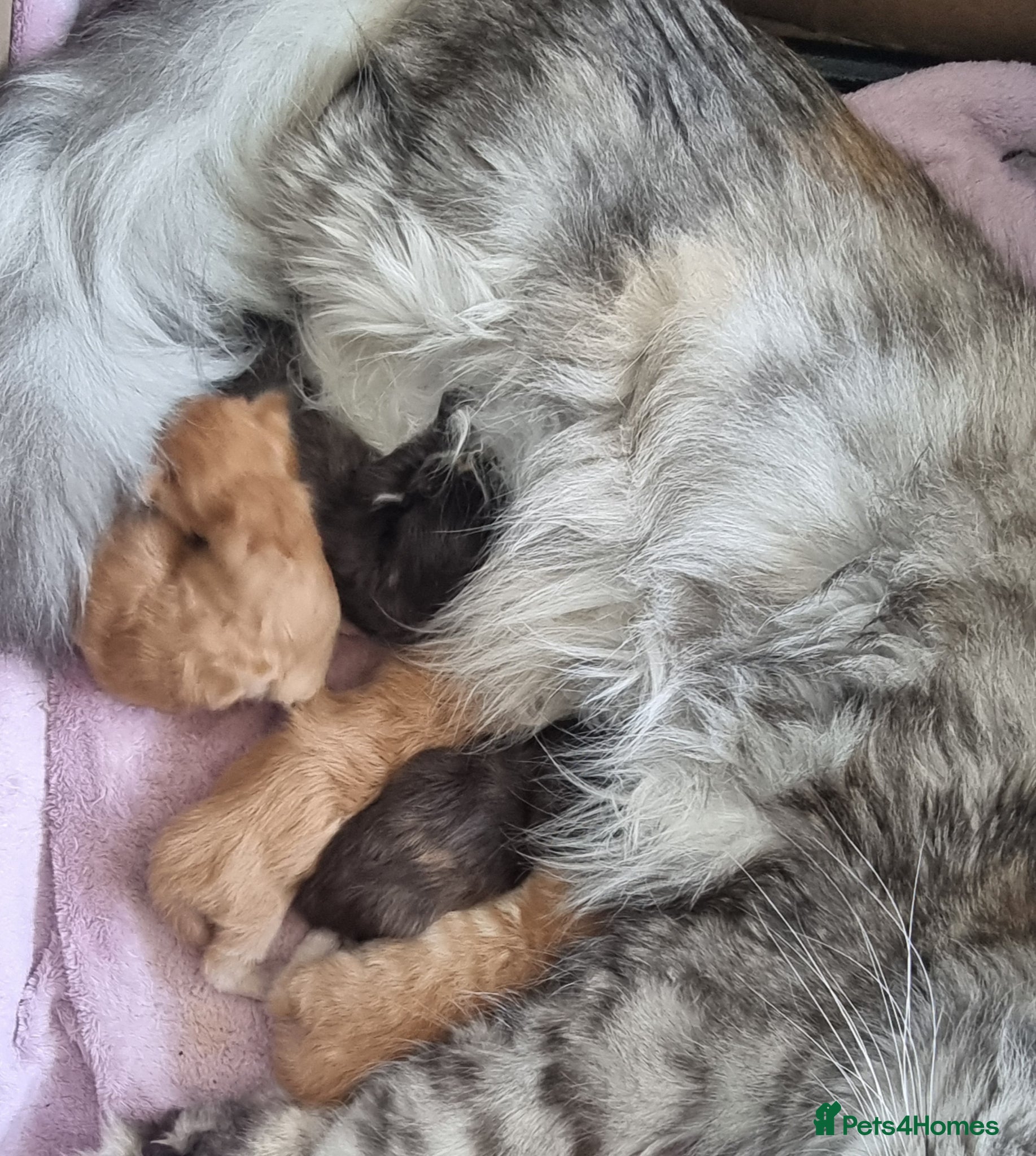 Maine Coon cats TICA REG. MAINE COON KITTENS  - Advert 2
