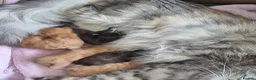 Maine Coon cats for sale: TICA REG. MAINE COON KITTENS  - Advert 2