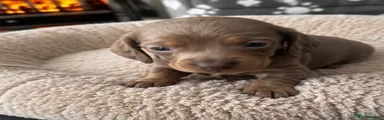Dachshund 3