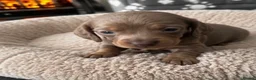Dachshund dogs for sale: DACHSHUND PUPPIES LOOKING FOR NEW FOREVER HOMES🐶 - Advert 7