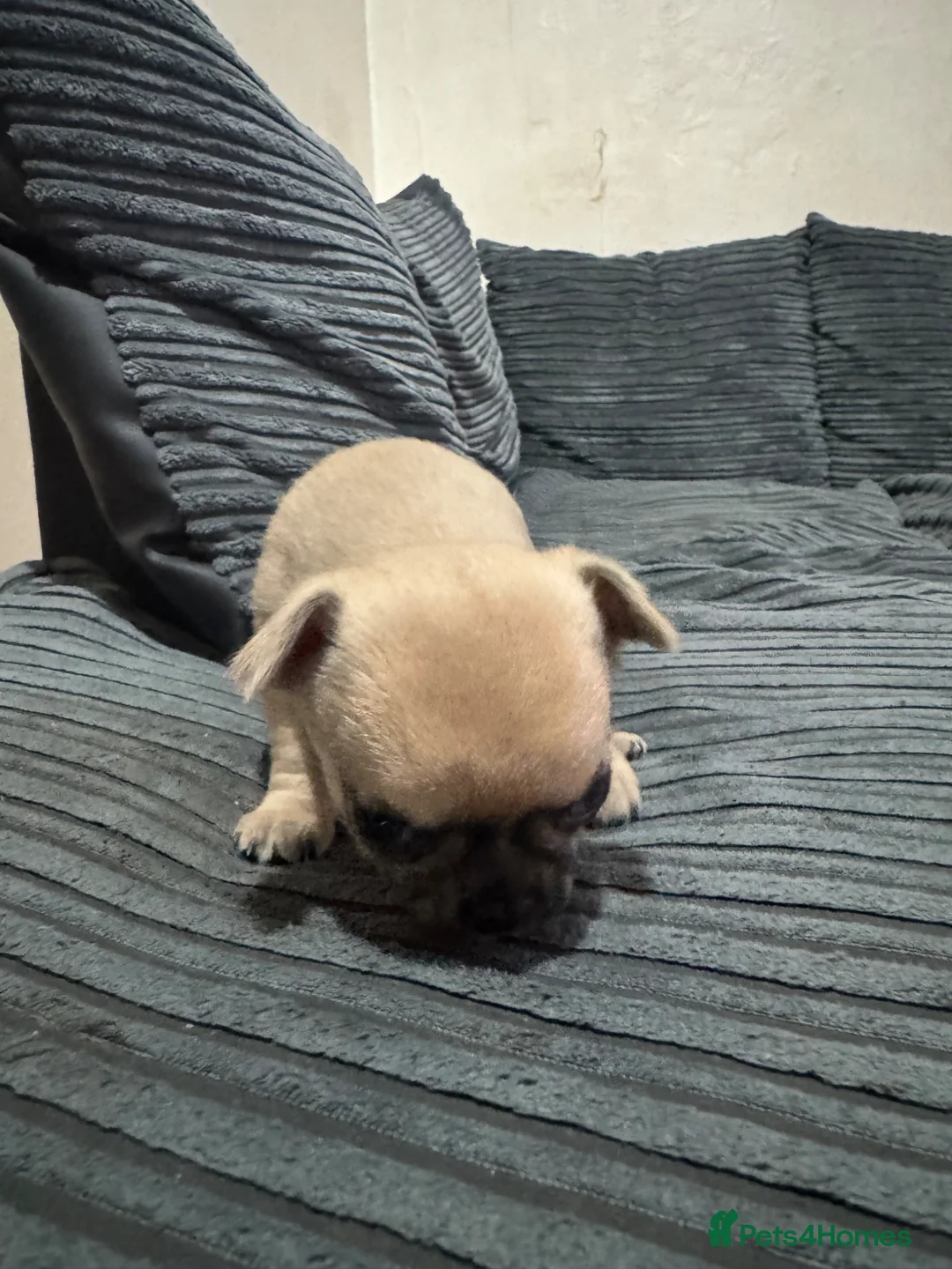 Chihuahua dogs for sale: 2 Chihuahua puppies FOR SALE - Advert 5